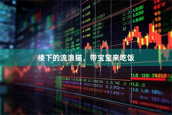 楼下的流浪猫，带宝宝来吃饭